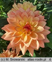Dahlia hort. Melody Dora