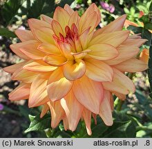 Dahlia hort. Melody Dora
