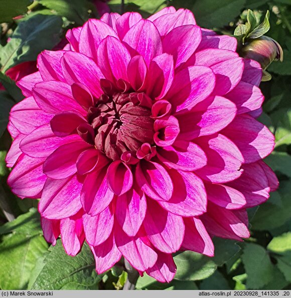 Dahlia hort. Arabian Night