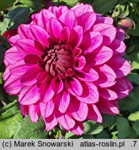 Dahlia hort. Arabian Night