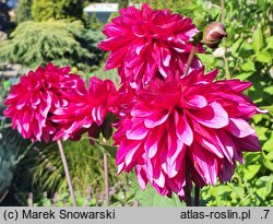 Dahlia hort. Arabian Night