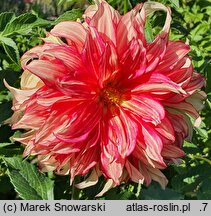 Dahlia hort. Lady Darlene