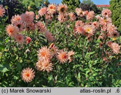 Dahlia hort. Wanda's Aurora