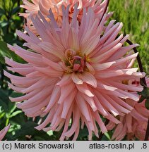 Dahlia hort. Wanda's Aurora