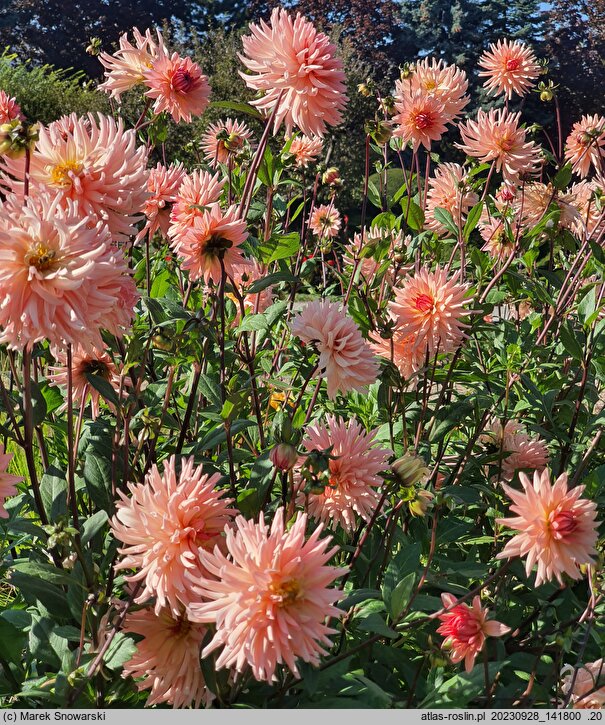 Dahlia hort. Wanda's Aurora