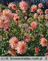 Dahlia hort. Wanda's Aurora