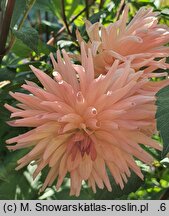 Dahlia hort. Wanda's Aurora