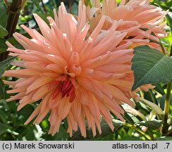 Dahlia hort. Wanda's Aurora