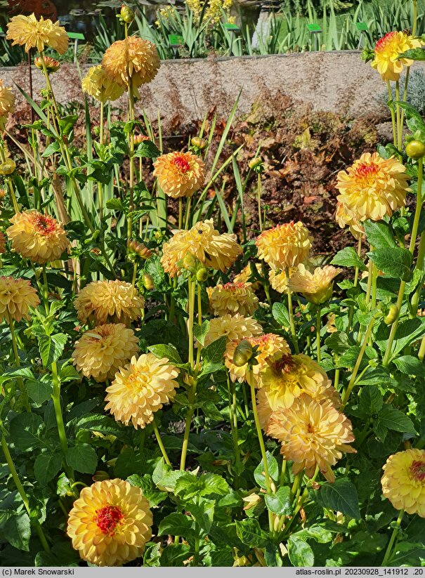 Dahlia hort. Little Tiger