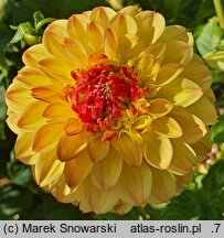 Dahlia hort. Little Tiger
