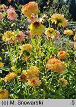 Dahlia hort. Little Tiger