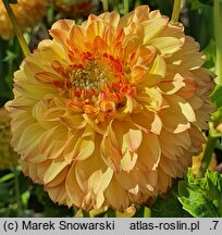 Dahlia hort. Little Tiger