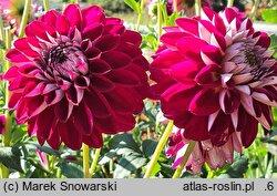 Dahlia hort. Jowey Veronique