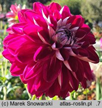 Dahlia hort. Jowey Veronique
