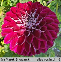 Dahlia hort. Jowey Veronique