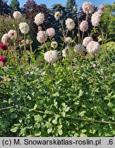 Dahlia hort. Who Me?