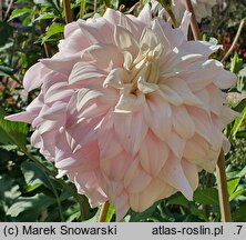 Dahlia hort. Who Me?