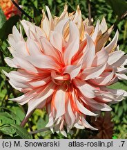 Dahlia hort. Santa Claus US