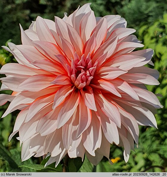Dahlia hort. Santa Claus US