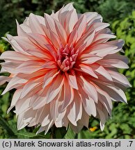 Dahlia hort. Santa Claus US