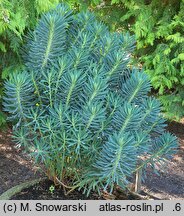 Euphorbia characias ssp. wulfenii (wilczomlecz błękitnawy Wulfena)