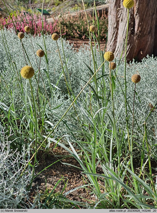Craspedia globosa Golf Beauty