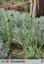 Craspedia globosa Golf Beauty