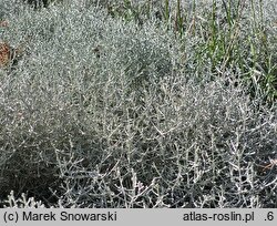 Calocephalus brownii Challenge Compact Silver