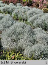 Calocephalus brownii Challenge Compact Silver