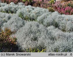 Calocephalus brownii Challenge Compact Silver