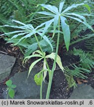 Arisaema erubescens