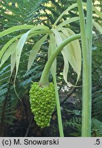 Arisaema erubescens