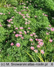 Argyranthemum frutescens Paris Day