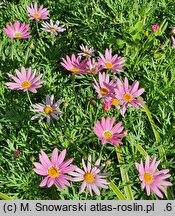 Argyranthemum frutescens Paris Day