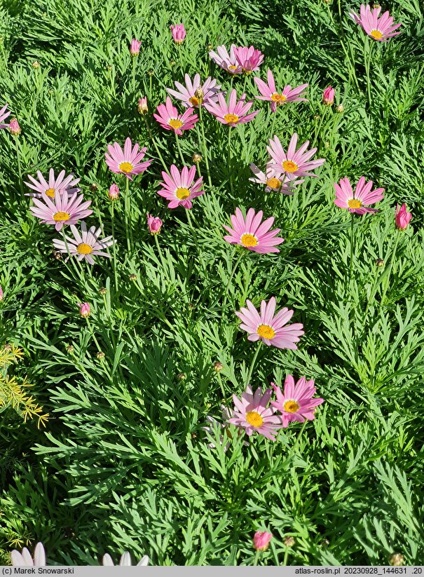 Argyranthemum frutescens Paris Day
