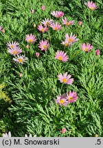 Argyranthemum frutescens Paris Day