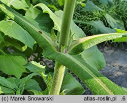Alfredia cernua (alfredia zwisła)