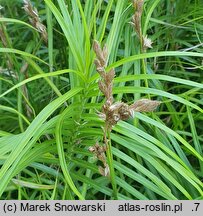 Carex muskingumensis Ice Fountains