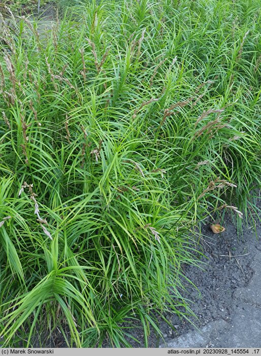 Carex muskingumensis Ice Fountains