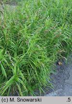 Carex muskingumensis Ice Fountains