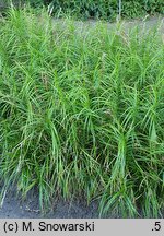 Carex muskingumensis Ice Fountains