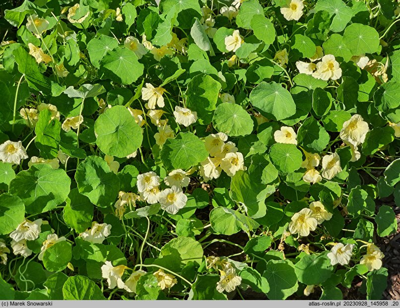 Tropaeolum majus Milkmaid