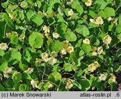 Tropaeolum majus Milkmaid