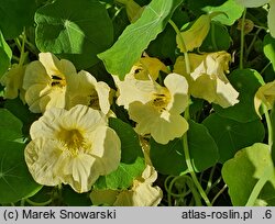 Tropaeolum majus Milkmaid