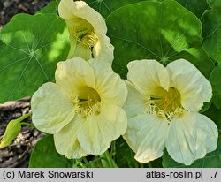 Tropaeolum majus Milkmaid