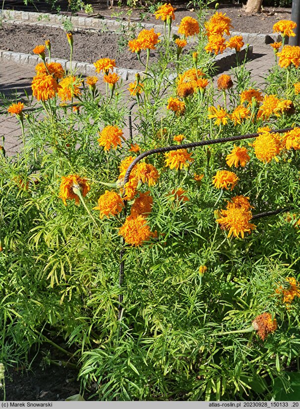 Tagetes erecta Fantastic