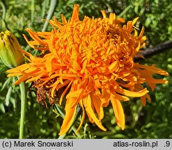 Tagetes erecta Fantastic