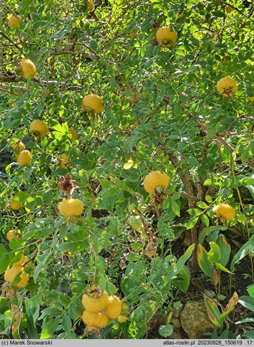 Rosa roxburghii (róża kasztanowa)