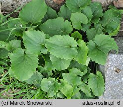 Doronicum columnae (omieg sercowaty)