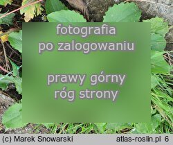 Doronicum columnae (omieg sercowaty)
